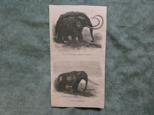 Piccola stampa mammuth - stampa,