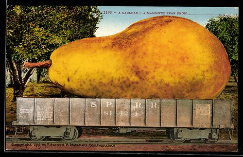 Carload mammoth pear pera - carload-a,