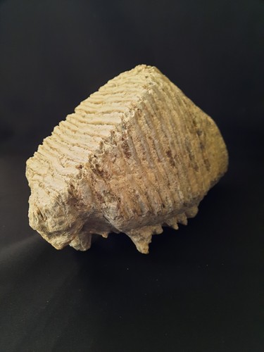 Dente mammut mammuthus - dente, mammut,