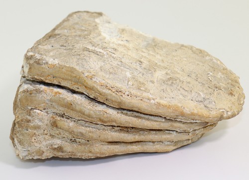 Mammuth mammuthus sp - mammuth,,