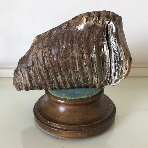 Fossile dente mammuth - dente, di